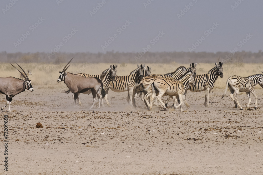 Wildlife am Sonderkop-Wasserloch, Etoscha, Namibia, Afrika Wildlife am Sonderkop-Wasserloch, Etoscha, Namibia, Afrika