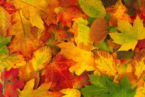 Colorful background made of fallen autumn leaves