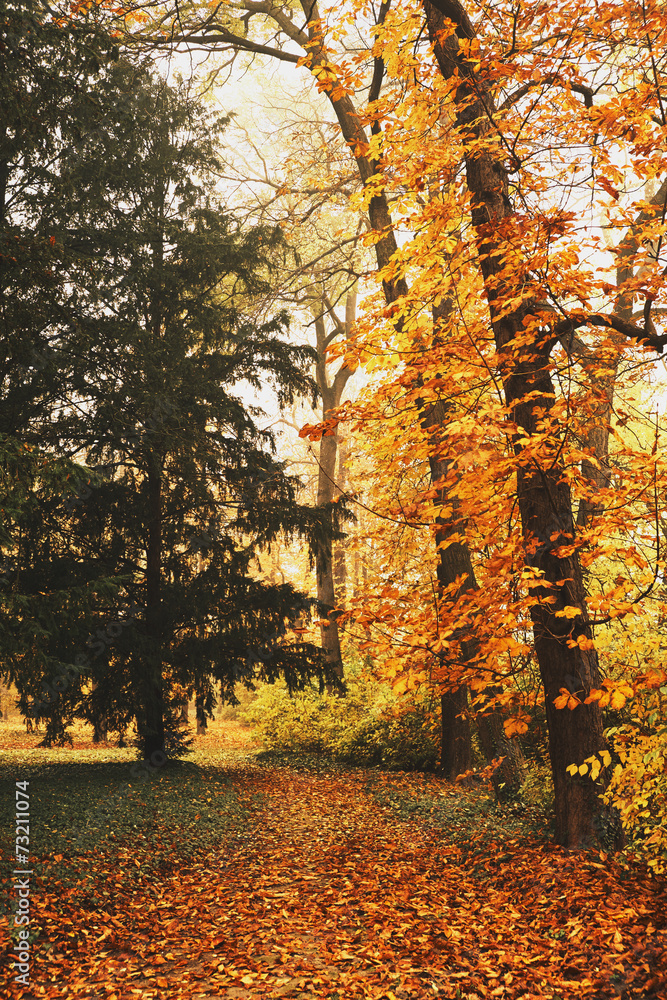 Obraz premium Autumn park