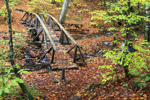 Autumn in forest