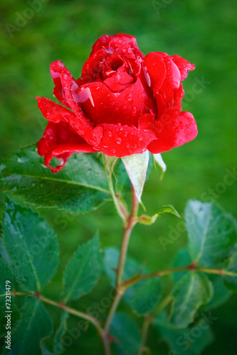 Fototapeta Naklejka Na Ścianę i Meble -  Red rose with dew drops on a green background closeup