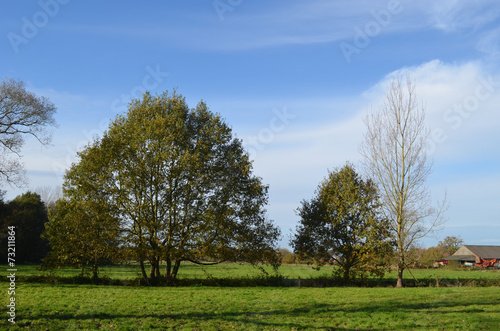 meadow with trees
