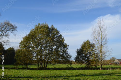 meadow with trees