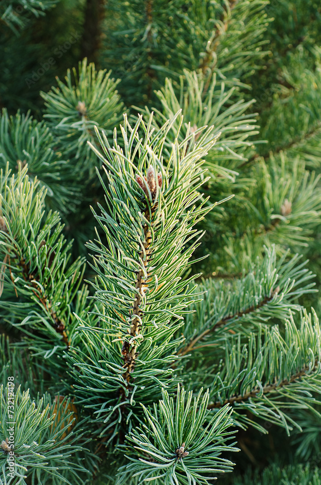 Pine iced tree Pine iced tree