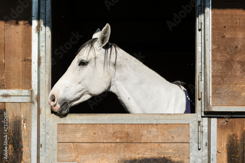 Fototapeta Naklejka Na Ścianę i Meble -  Cavallo