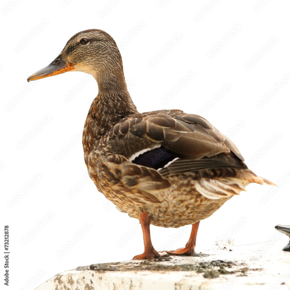 isolated mallard duck standing on a boat isolated mallard duck standing on a boat