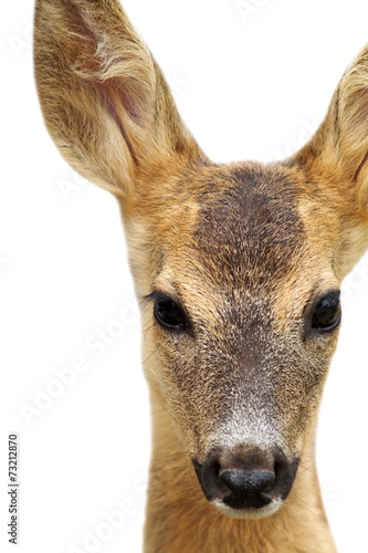 isolated head of a roe deer © taviphoto