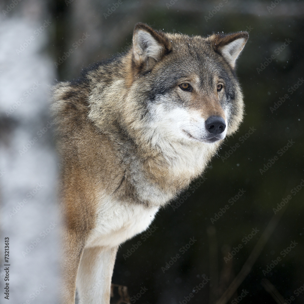 Wolf in the cold winter