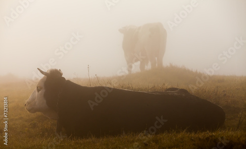 Cow in meadow. Nature composition © Dmytro Kosmenko