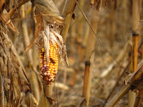 Corn destroyed by drought