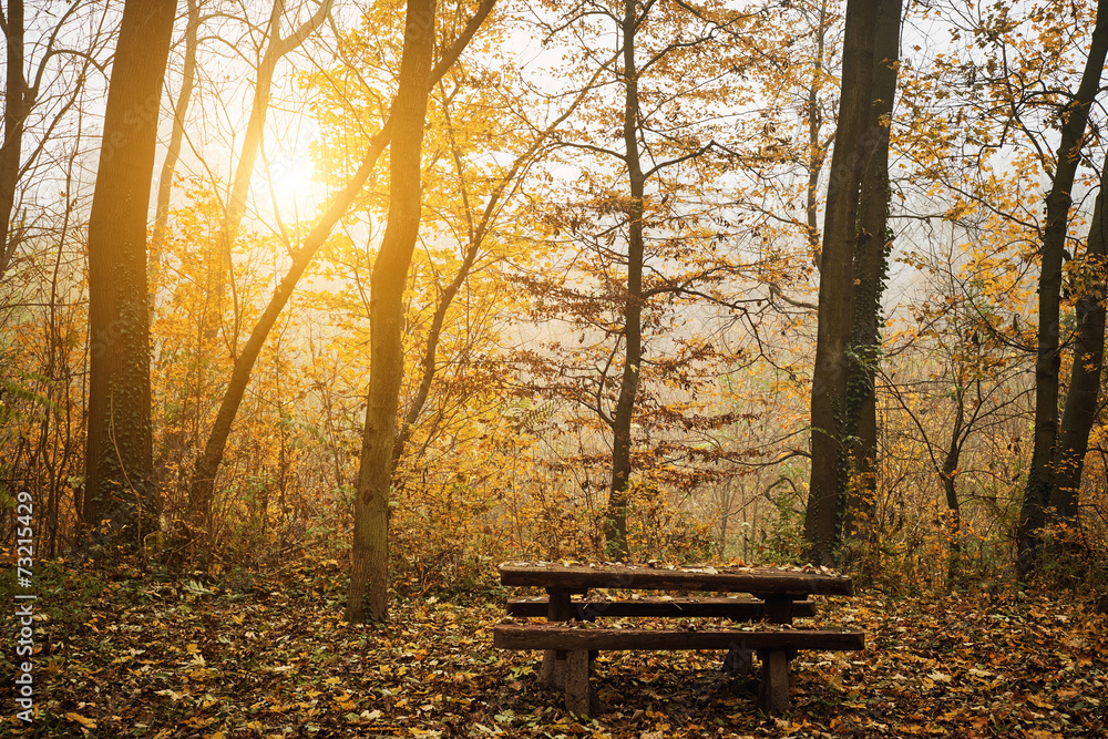 Bench in the autumn forest