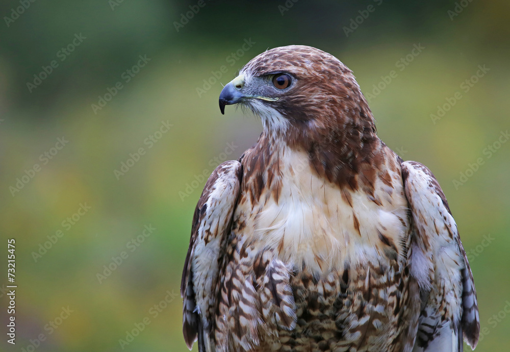 Red-tailed Hawk Profile