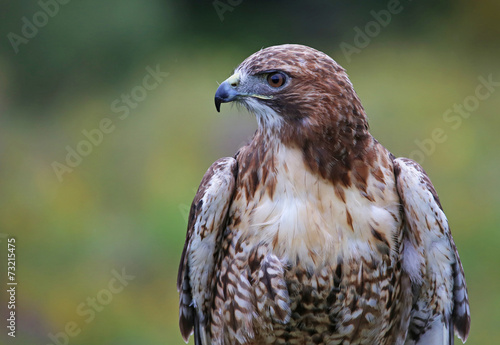 Obraz na płótnie Red-tailed Hawk Profile w salonie