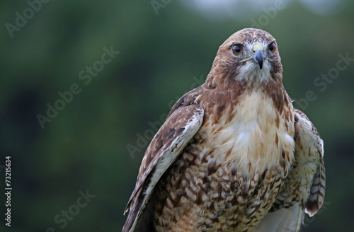 Red-tailed Hawk Head-shot