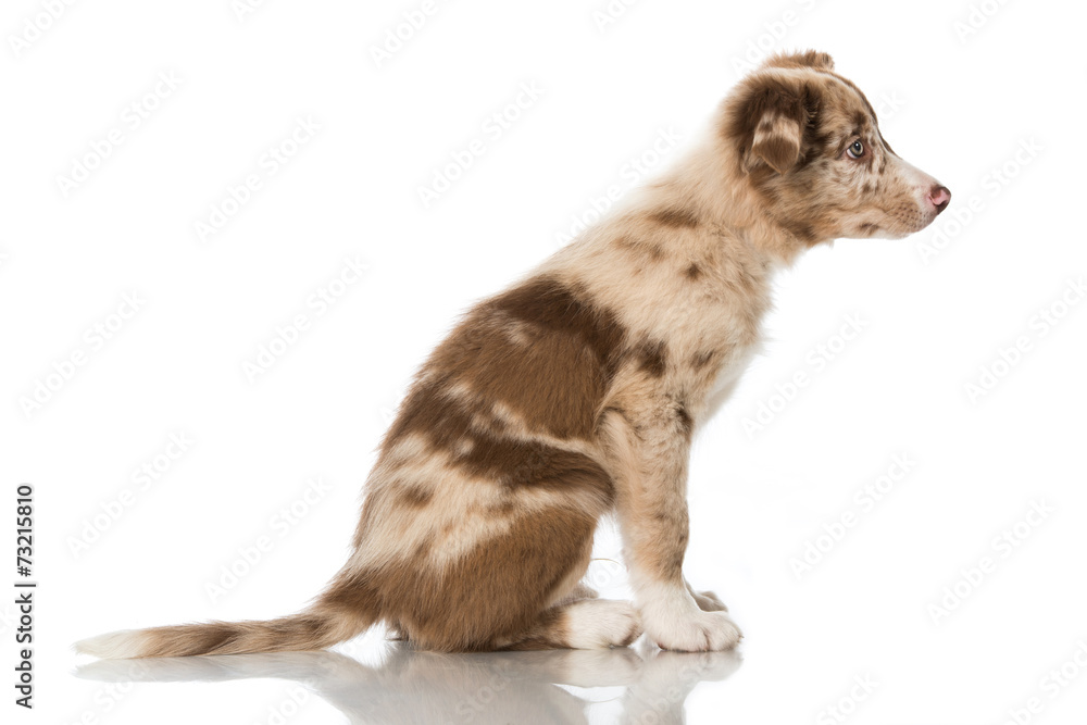 Obraz premium Border Collie Welpe