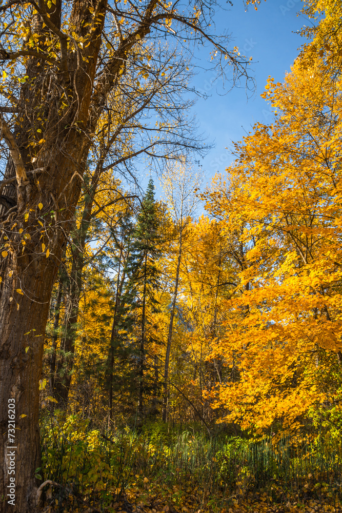 Fall Mountain Forest Landscape Vertical