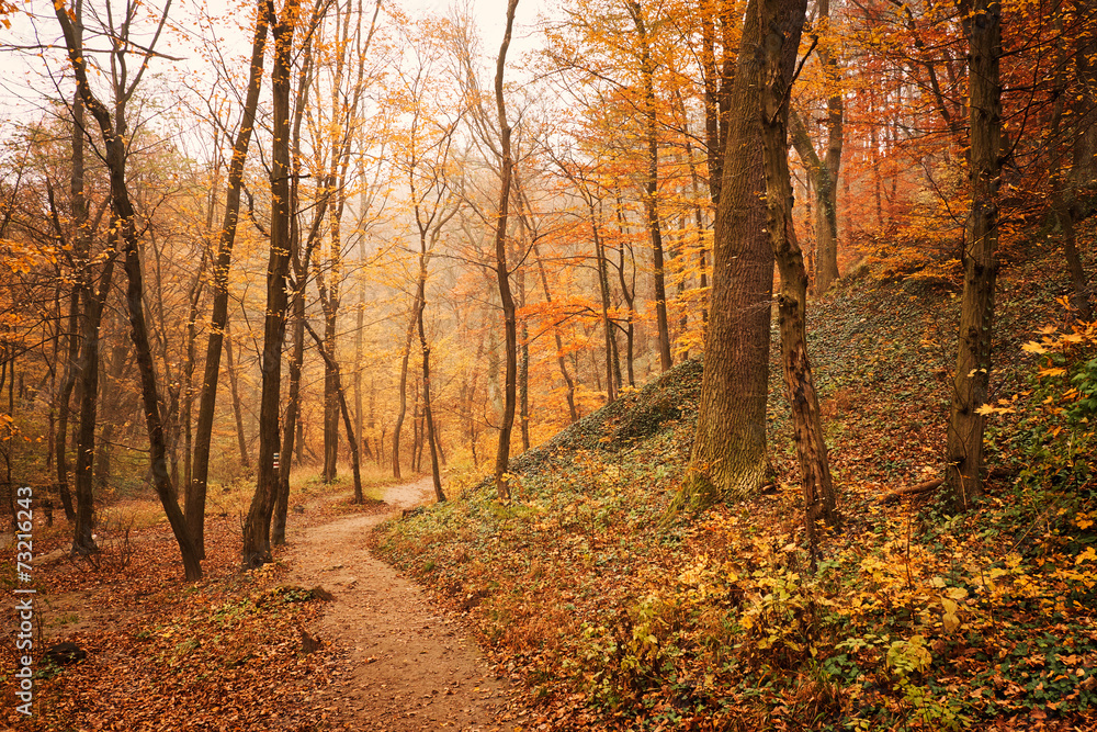 Obraz premium Autumn forest road