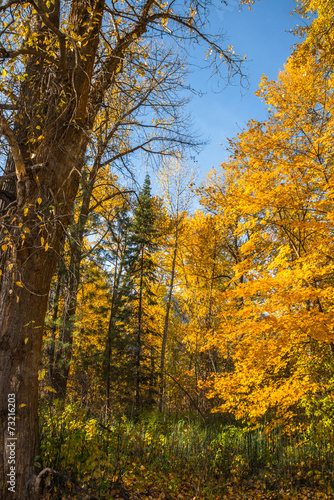 Fall Mountain Forest Landscape Vertical © dplett