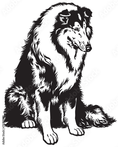 sitting collie black white