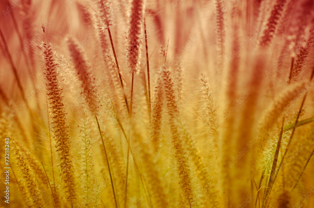 Grass flower, Meadow for background design Grass flower, Meadow for background design