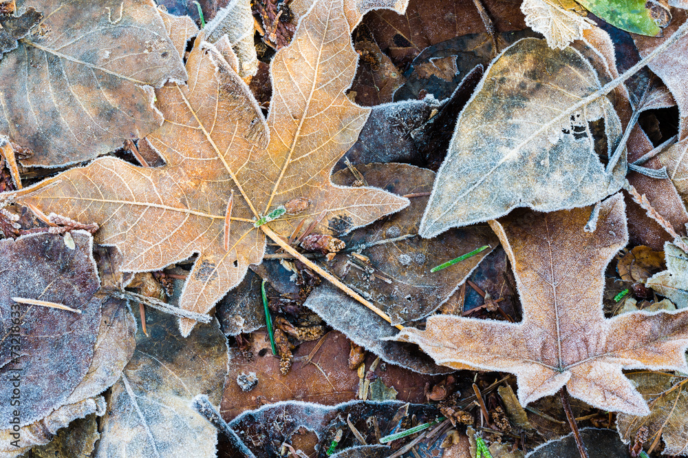 Fallen autumn leaves for background Fallen autumn leaves for background