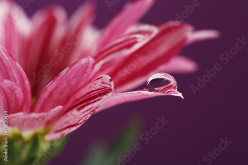 Fototapeta Naklejka Na Ścianę i Meble -  Water drop on purple flower on dark background