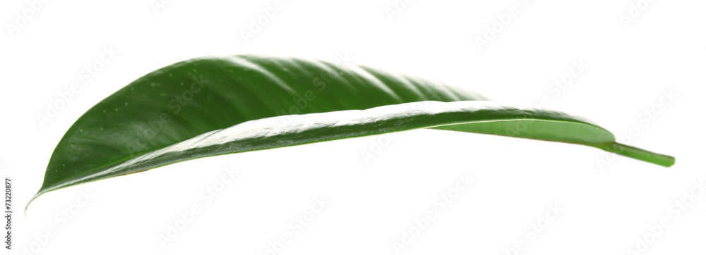 Obraz premium Ficus or rubber plant, isolated on white