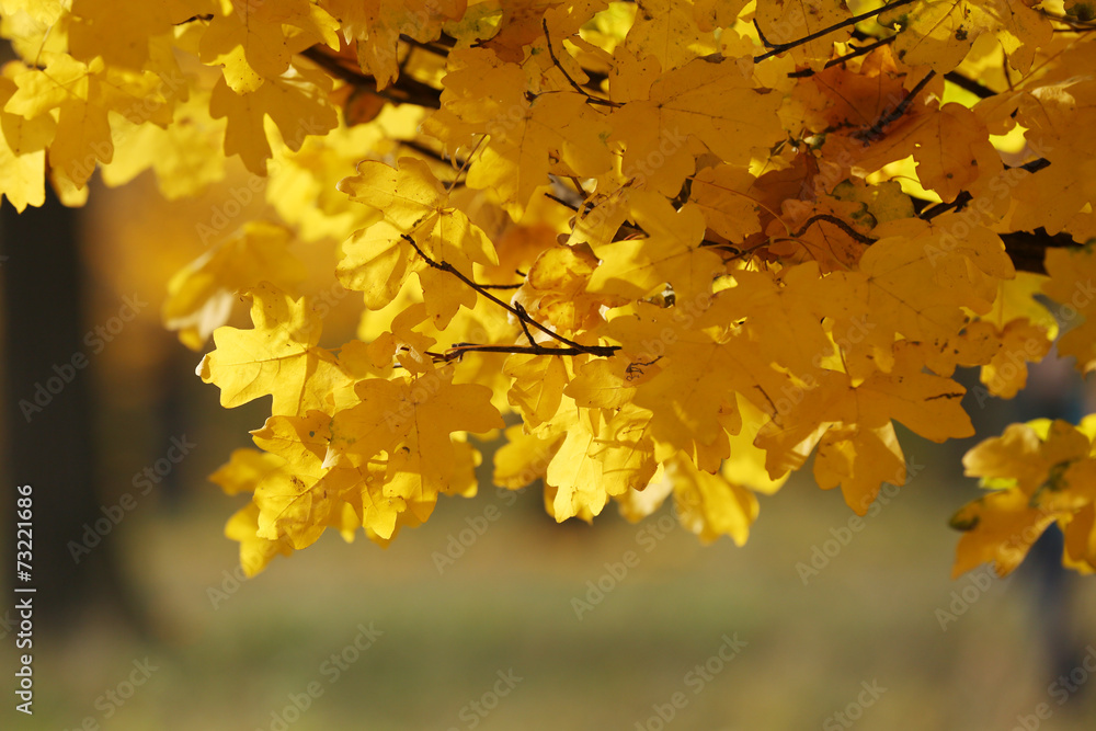 Beautiful autumn leaves Beautiful autumn leaves