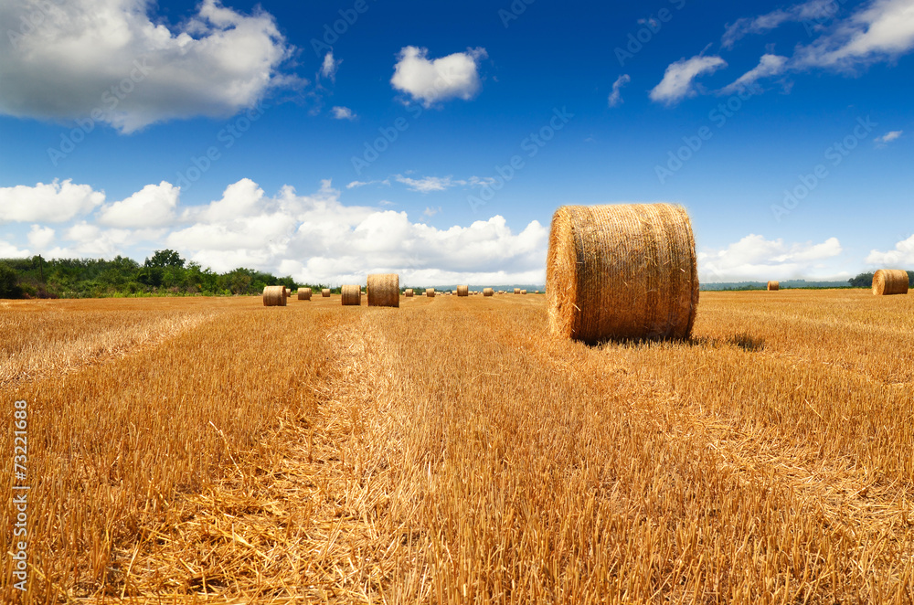 Bale of a straw on harvest field