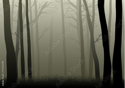 Vector illustration of misty woods photo
