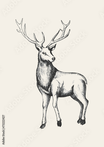 Sketch illustration of a reindeer