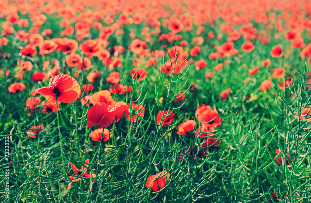 Obraz premium Poppy flowers outdoors