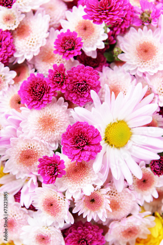 Fototapeta Naklejka Na Ścianę i Meble -  Beautiful flowers close-up