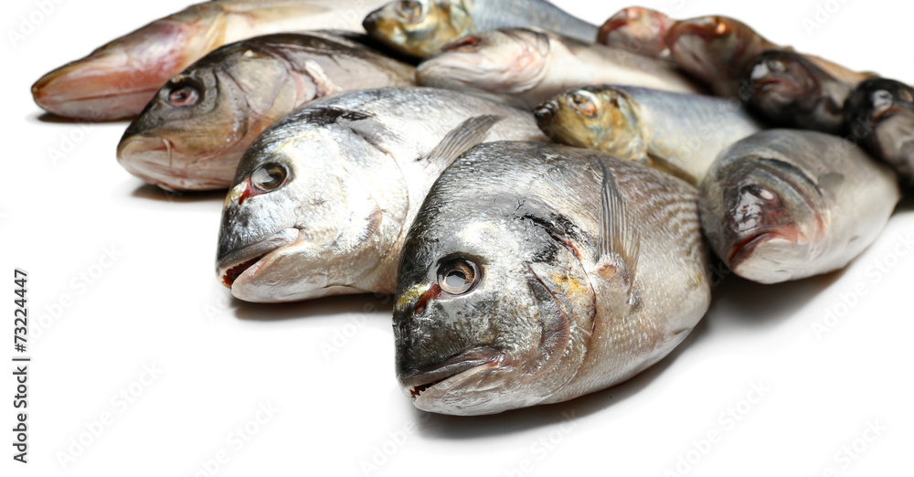 Fresh catch of fish isolated on white Fresh catch of fish isolated on white