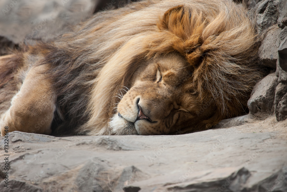 Naklejka premium lion