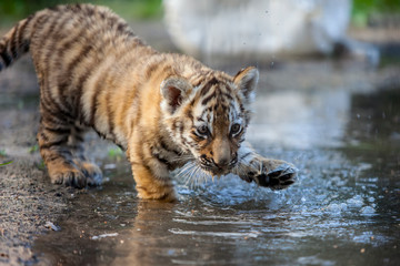 Fotobehang Tijger Tijger in groene jungle  © Alexander Zhiltsov