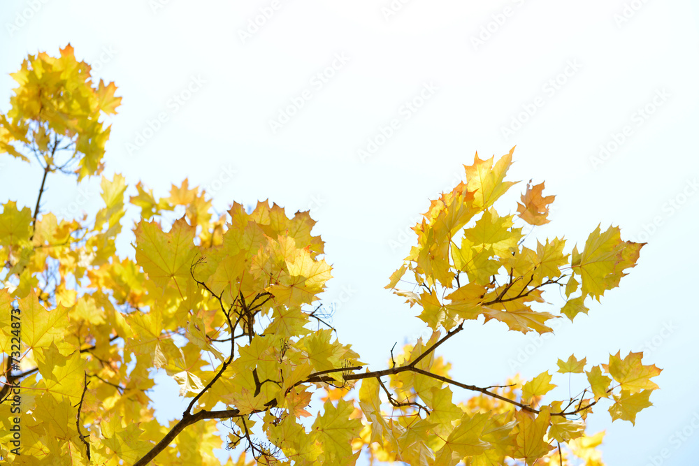 Autumn tree twigs on sky background Autumn tree twigs on sky background