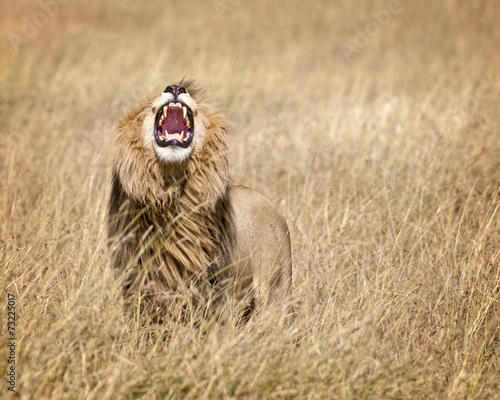 Photography East African Lion