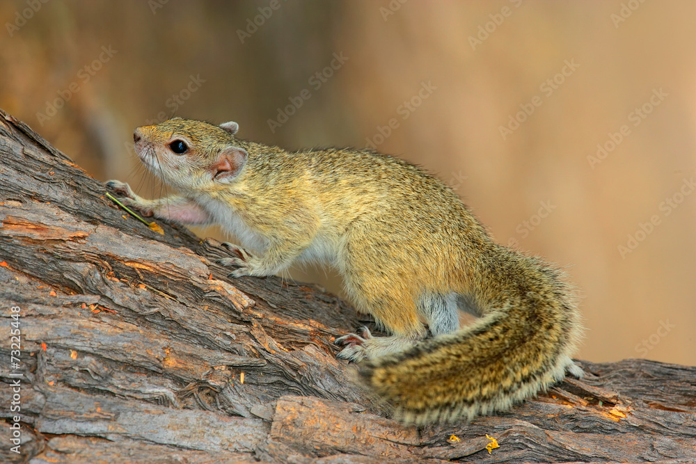 Tree squirrel (Paraxerus cepapi) sitting in a tree Tree squirrel (Paraxerus cepapi) sitting in a tree