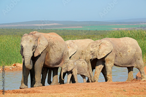 African elephants at waterhole  Addo Elephant National Park