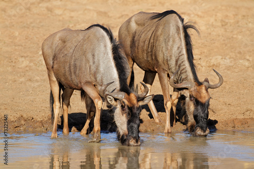 Blue wildebeest drinking water