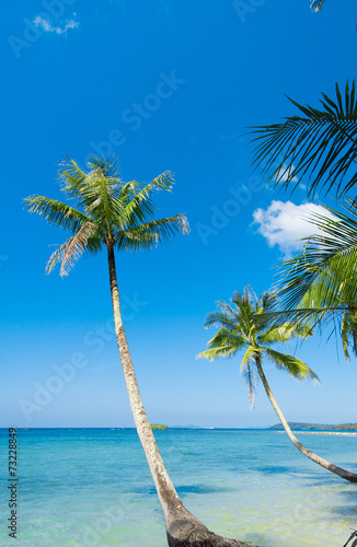 Jungle Lagoon Palm Panorama