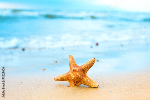 Vacation Star Shell