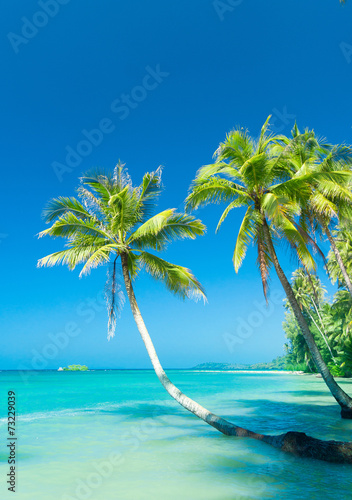 Palm Panorama Jungle Lagoon © alma_sacra