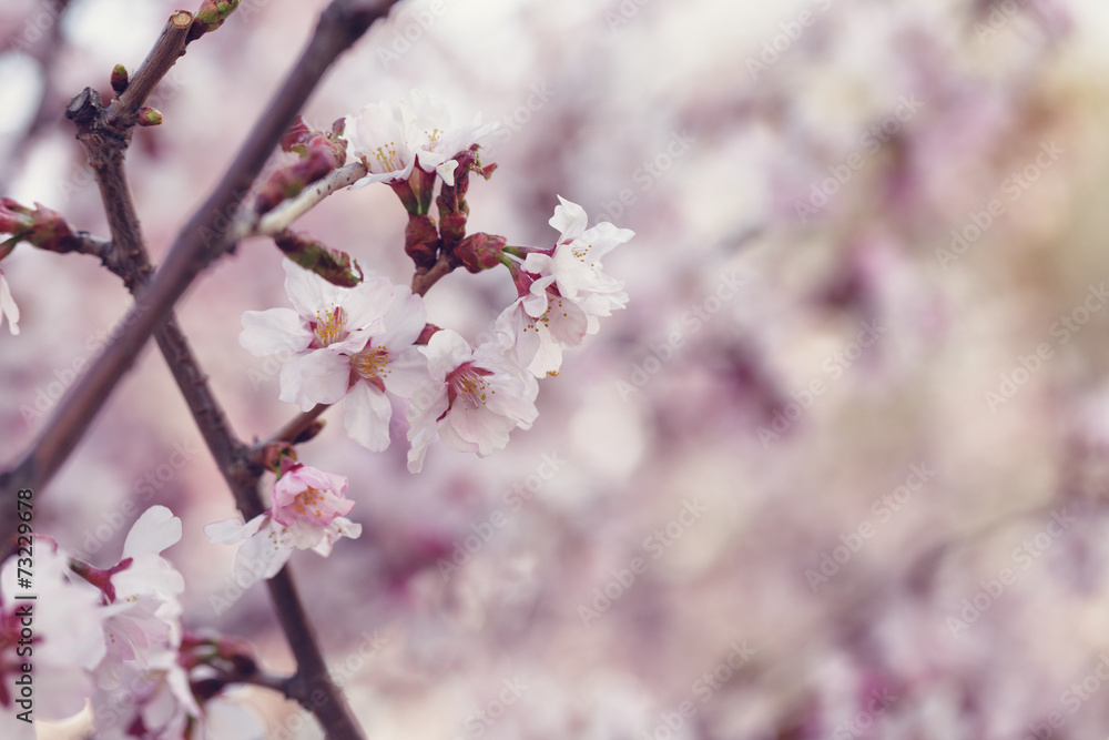 japan cherry sakura flowers in bloom