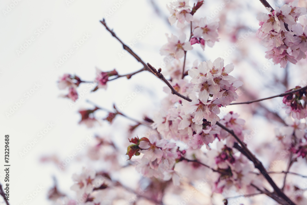 japan cherry sakura flowers in bloom japan cherry sakura flowers in bloom