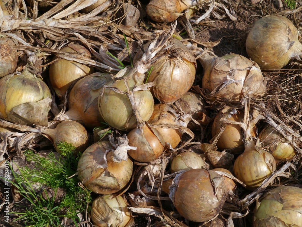 Grubbed onions on a agricultural field