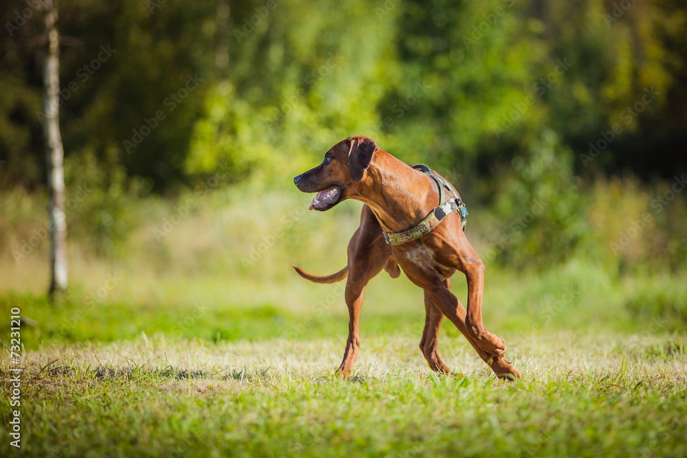 Rhodesian Ridgeback dog