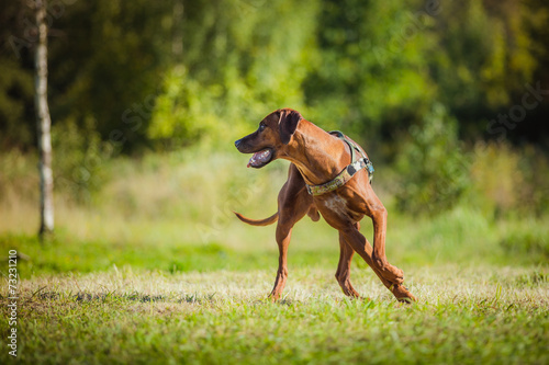 Rhodesian Ridgeback dog © annaav