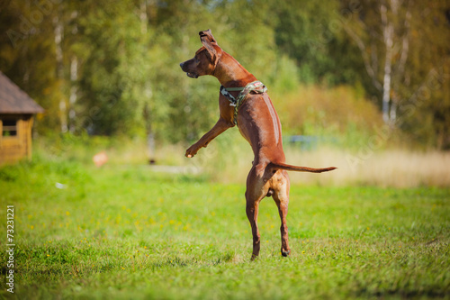 Rhodesian Ridgeback dog